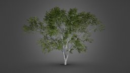 Realistic Europan Tree tree, plants, stick, leaf, bark, nature, stump, nature-plants, wood, europan