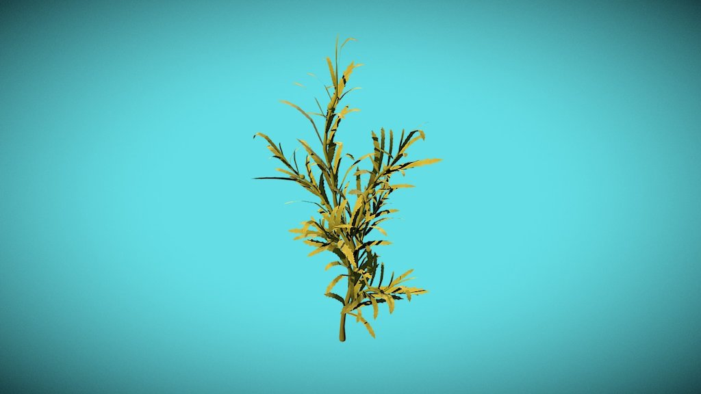 Sargassum Ilicifolium (Algae) - 3D model by Tschor 3d model