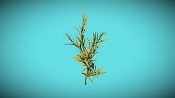 Sargassum Ilicifolium (Algae) 