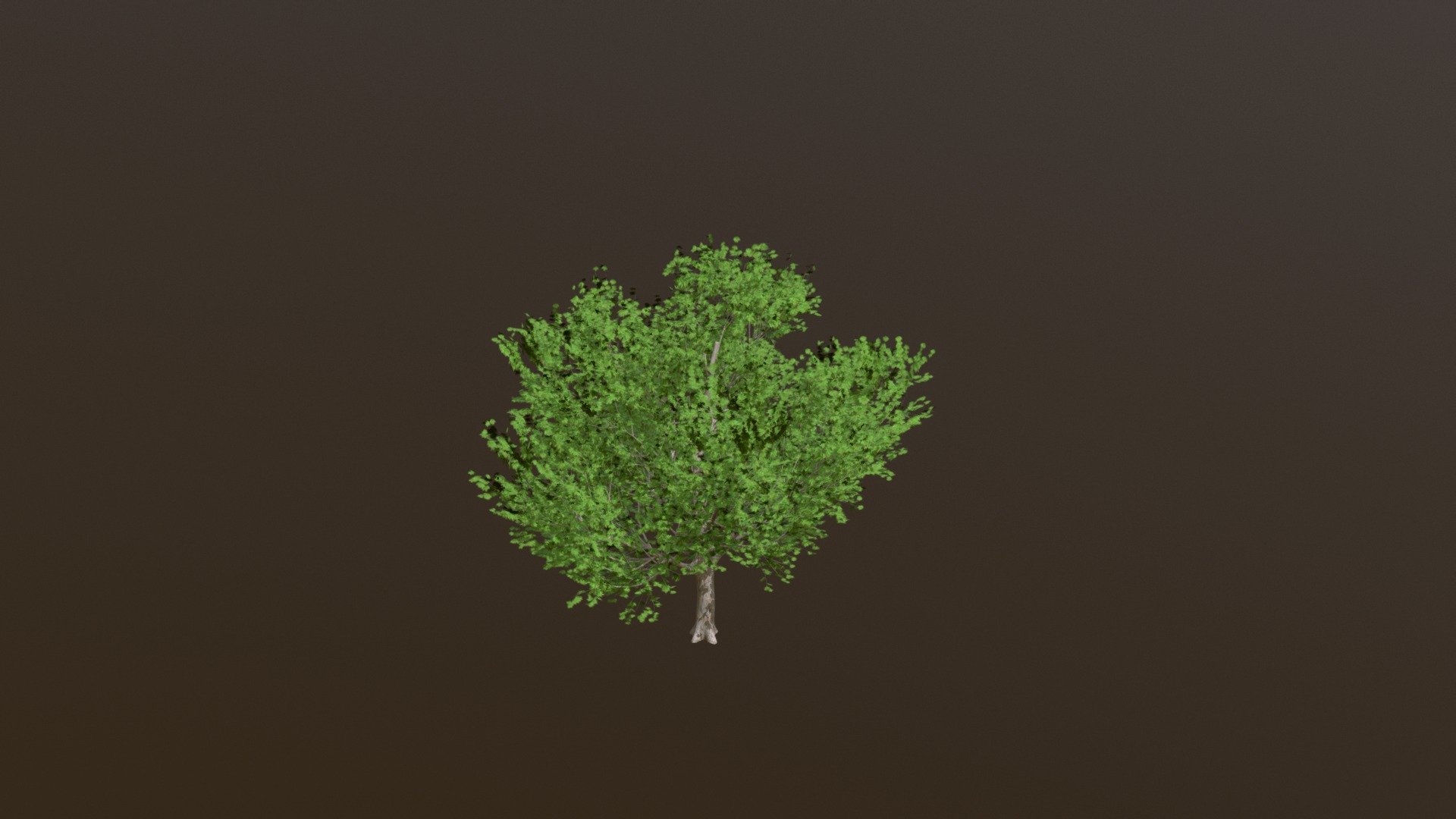 This is a maple tree I made with SpeedTree in order to test Sketchfab for Maya. I hope you enjoy it 3d model
