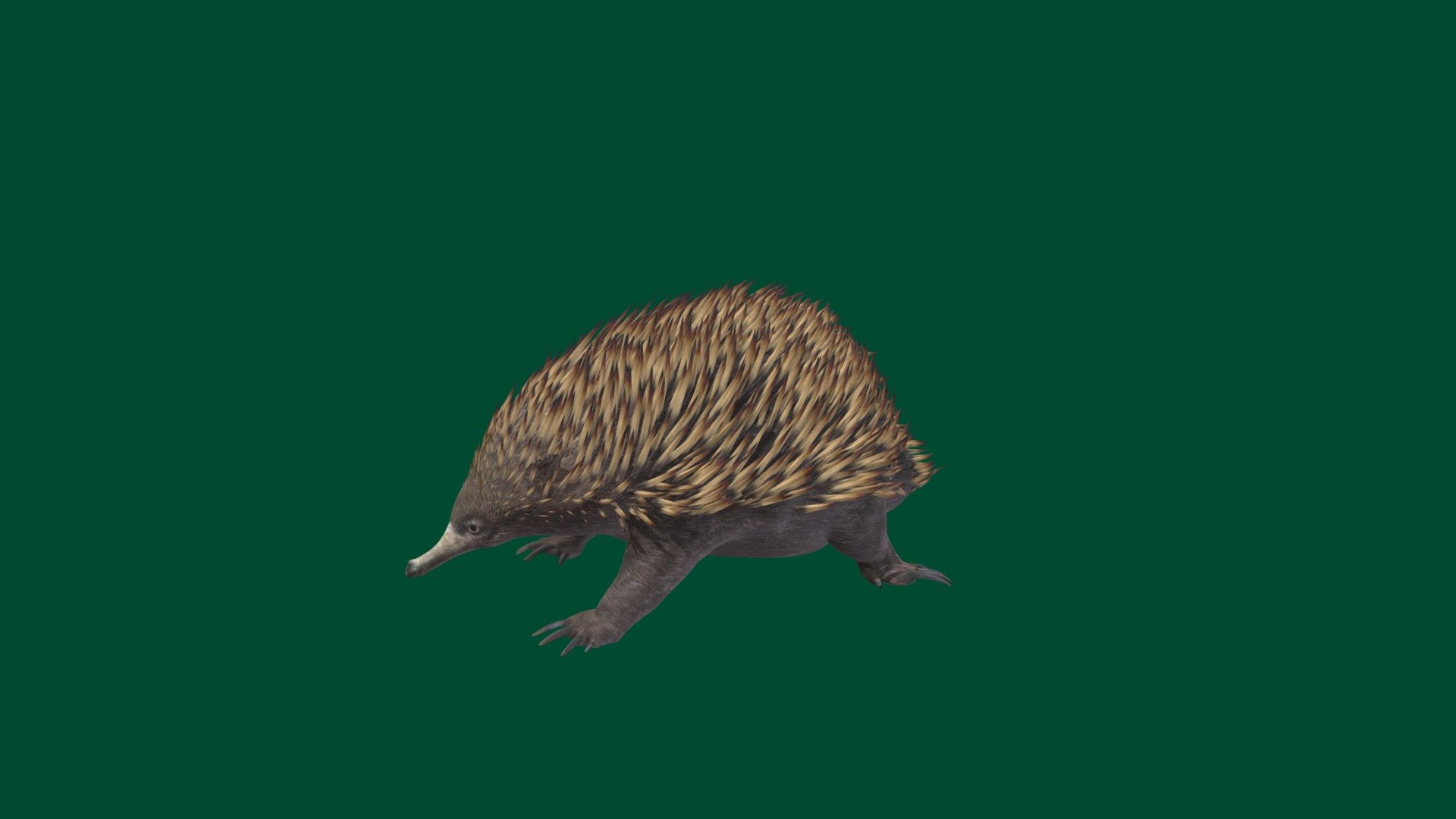 For_VR_Game_Animation_Test
Test Base 
Animation
Echidnas, sometimes known as spiny anteaters, are quill-covered monotremes belonging to the family Tachyglossidae. The four extant species of echidnas and the platypus are the only living mammals that lay eggs and the only surviving members of the order Monotremata 3d model