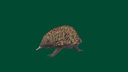 Echidna_VR_Test_V1 animals, australia, vr, ar, wildlife, echidna, gameready