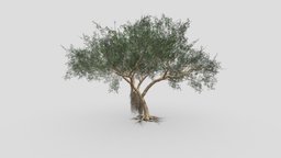 Ficus Benjamina Tree-S14 benjamin, nature, ficus, 3d-plants, unity, 3d-lowpoly-ficus-benjamina, 3d-lowpoly-benjamina, 3d-benjamina, 3d-lowpoly-tree