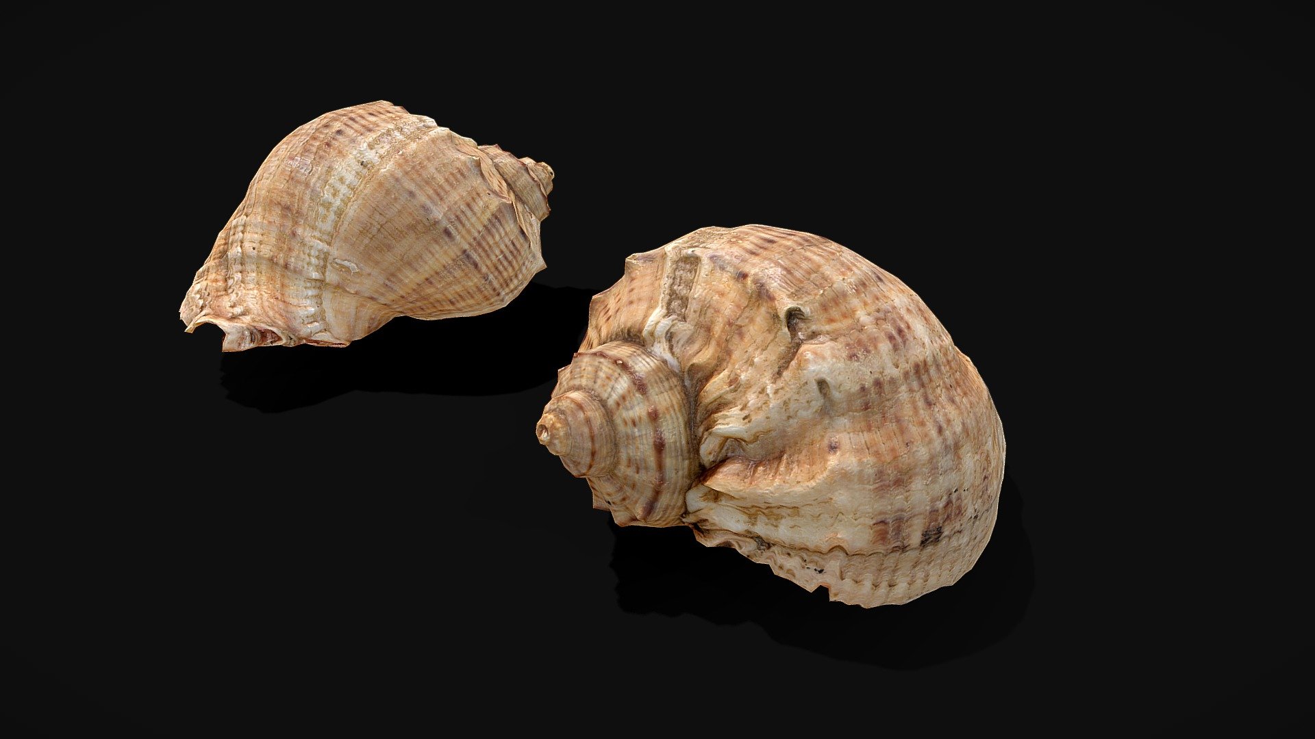 Photoscaned Seashell  - Photoscaned low poly model. The model is ready for your game. Can be used as an environment element 3d model
