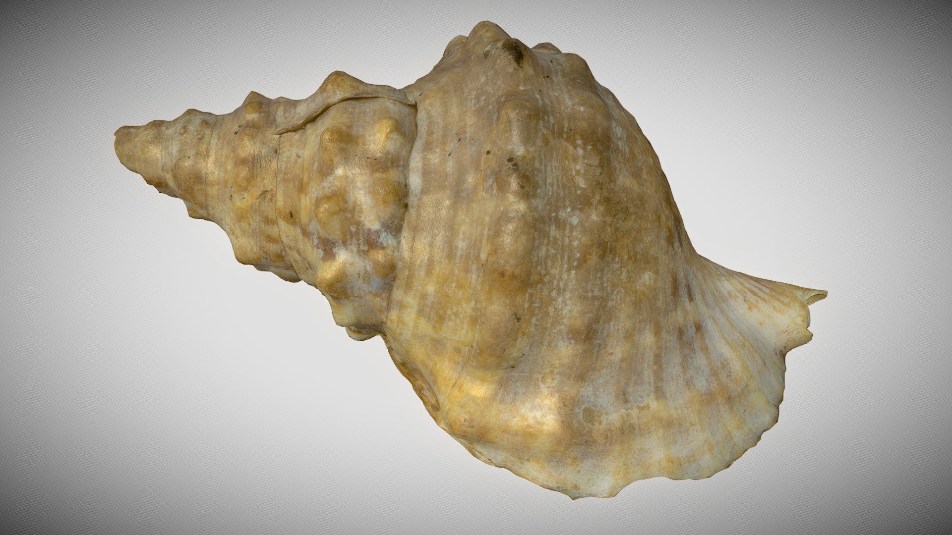 A 3Dscan of a seashell - Mollusk Sea Shell - Buy Royalty Free 3D model by Ximo Vilaplana (@ximovilaplana) 3d model