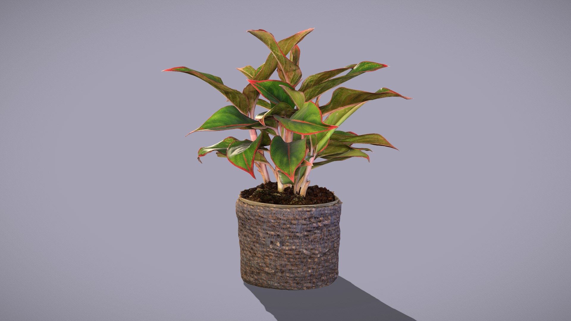 Commonly known as Chinese evergreens. This one is Red Chinese evergreen.

Photos taken with 4x24mpix cameras and various lenses.

Model includes 8k Diffuse map, 4k ambient occlusion map, 4k normal map and 4k subsurface map

Processed with Metashape + Blender + Instant meshes - Aglaonema - Buy Royalty Free 3D model by Lassi Kaukonen (@thesidekick) 3d model