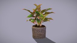 Aglaonema plant, plants, house-plants, photogrammetry, 3dscan, house-plant, aglaonema, chinese-evergreen, red-chinese-evergreen