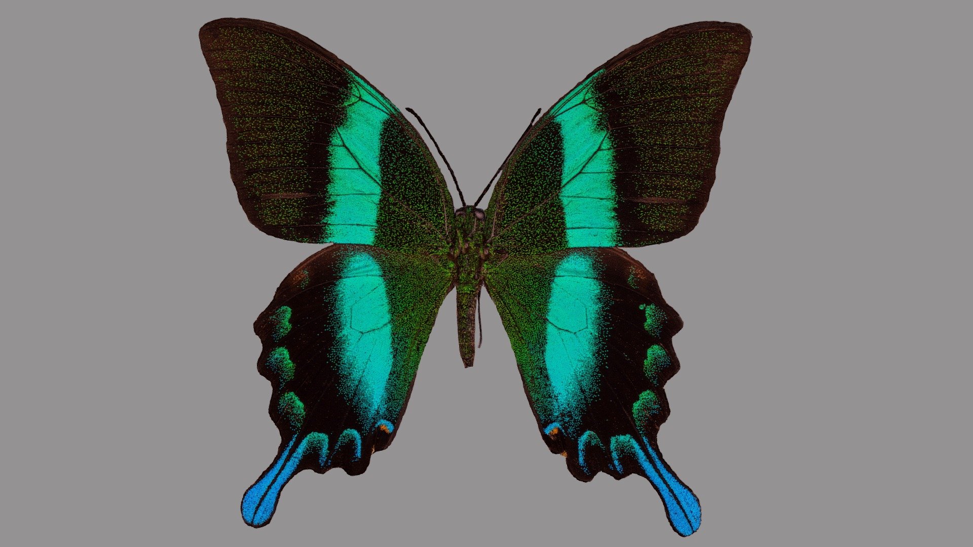 Papilio blumei - 3D model by VirNat 3d model