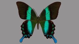 Papilio blumei metashape, agisoft