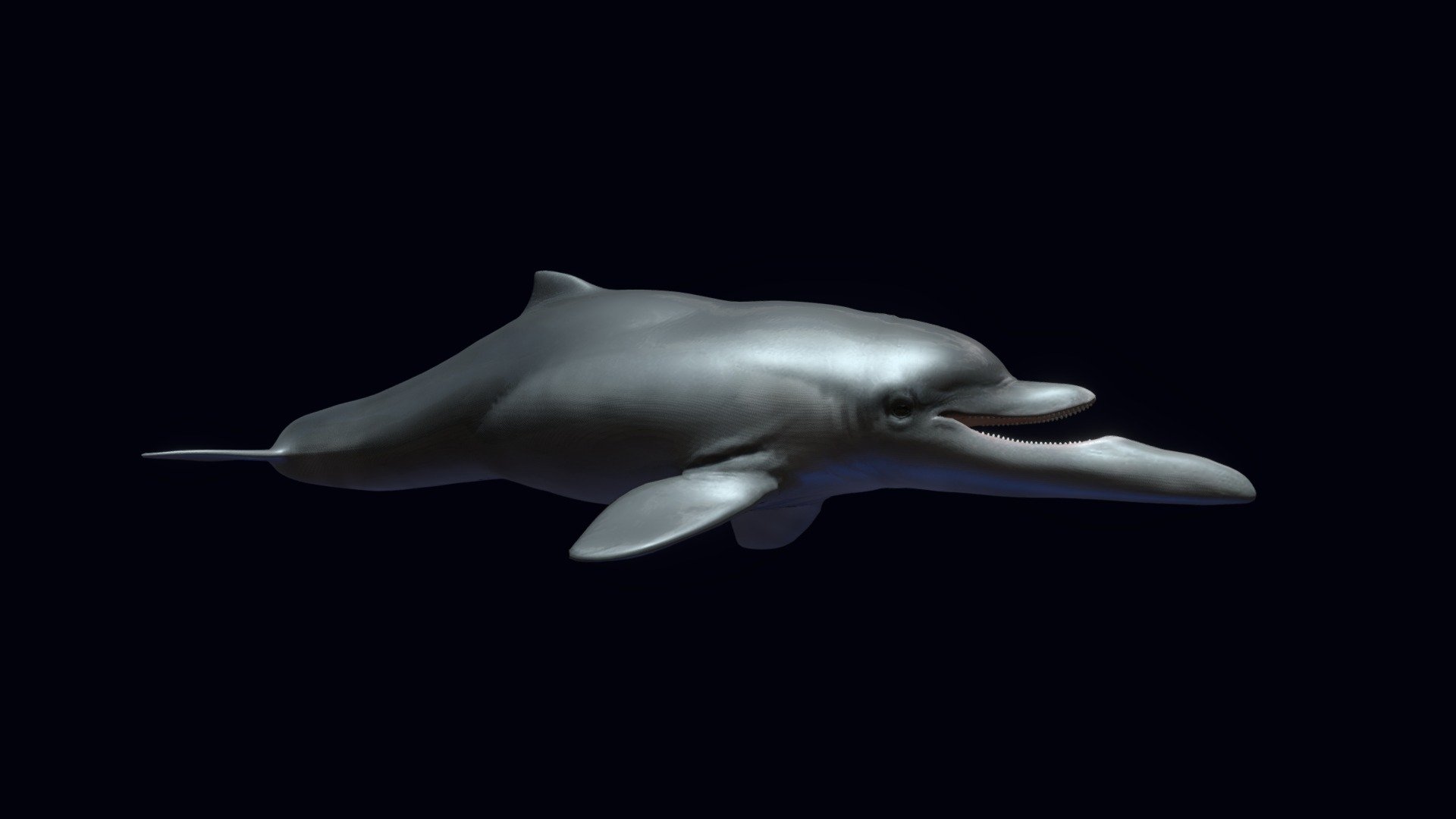 Semirostrum ceruttii is an extinct porpoise that lived between 5 and 1.5 million years ago, during the Pliocene. The species is highly distinctive due to the extremely long symphysis on the lower jaw

This reconstuction is a work in progress 3d model