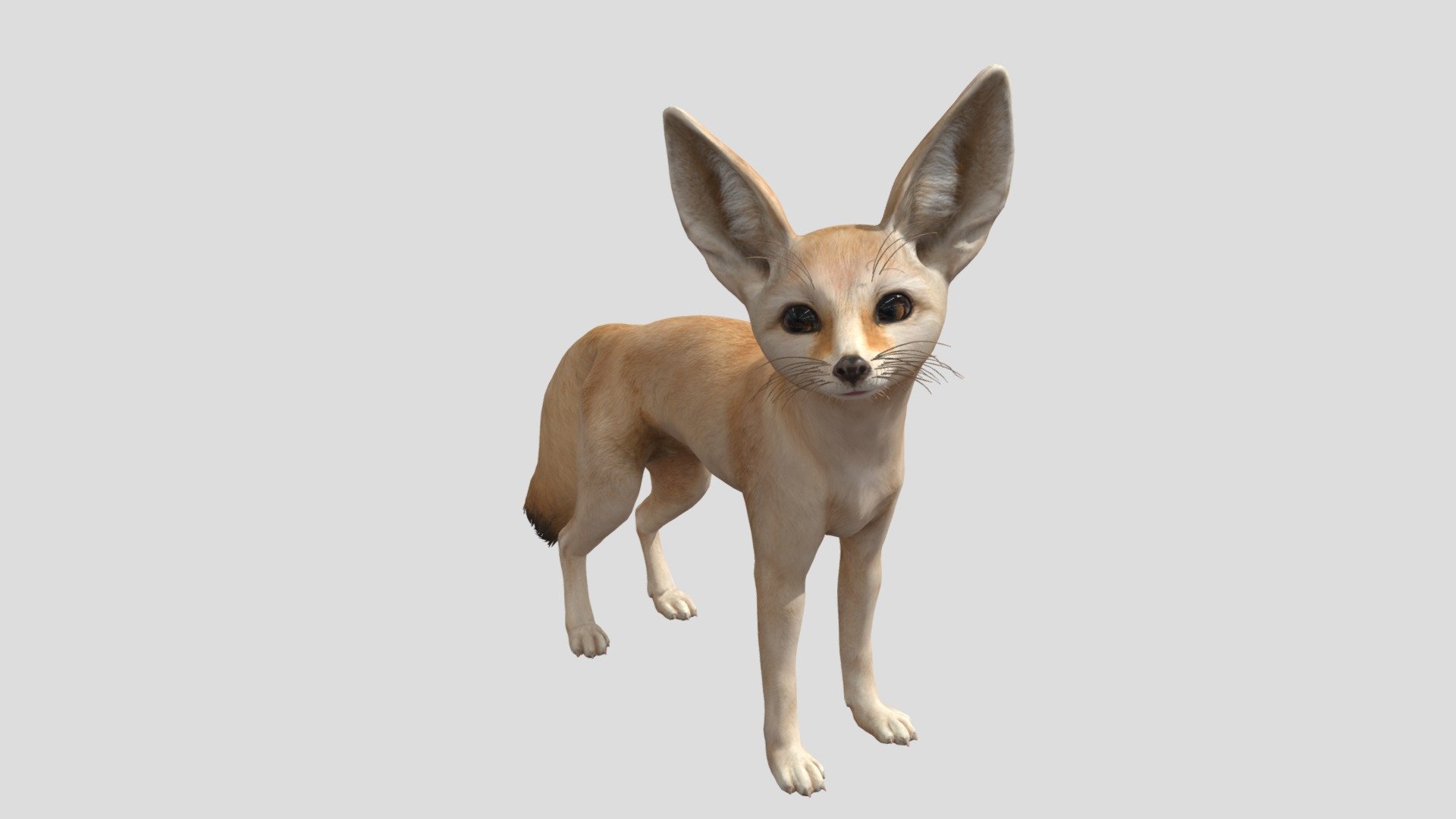 this animal is animated and it is really cute and spacemonkey said remove it so i added a link so that my model will not be deleted
https://sketchfab.com/3d-models/fox-non-commercial-3794fc0cb41941acafecf050c3e9e436 - fennec fox (animated and cute) - Download Free 3D model by dinomaster 3d model