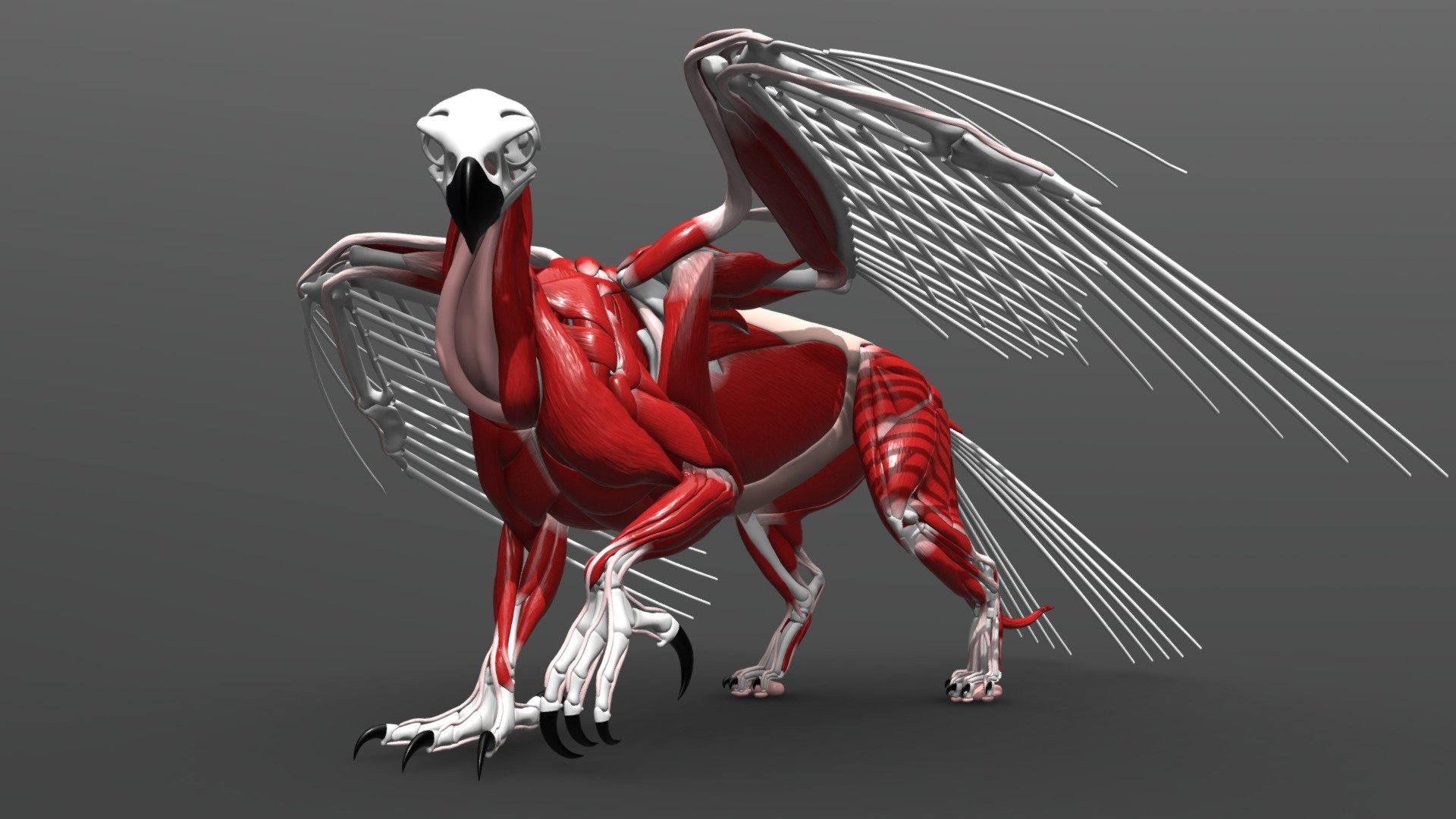 Gryphon muscle setup used for simulations - Gryphon Anatomy - Download Free 3D model by Got_Pizza (@thatonenovafan) 3d model
