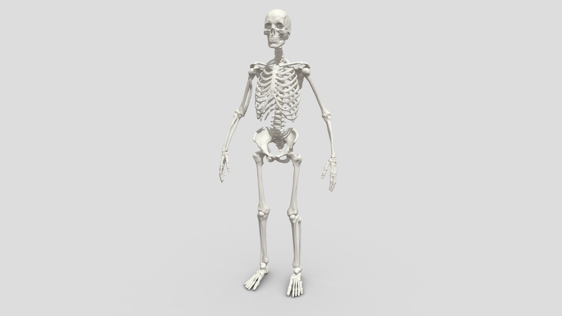 This is high-poly realistic 3d model of Human Skeleton.
The model can be used for 3D visualization and rendering.
The model has no texture 3d model