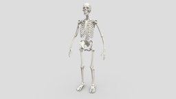 Human Skeleton body, skeleton, anatomy, biology, people, figure, medicine, woman, anatomical, rib, 3d, model, skull, man, female, medical, human, male, bones