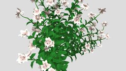 Gardenia Flower 3d Model