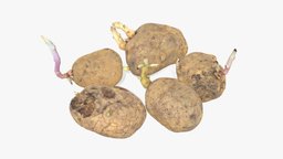 Old Potatoes with Sprouts sculpt, plant, food, rat, sculpted, garden, photorealistic, shoot, potato, bite, potatoes, sprout, realistic, old, vegetable, withered, scan, wrikled