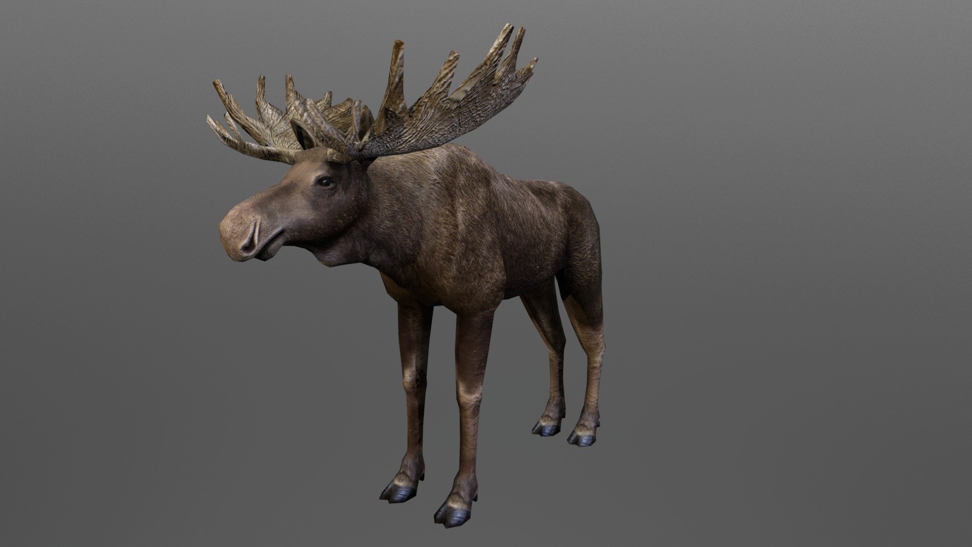 Moose Big Male - 3D model by Turbo Rocket Games Model Testing (@Chibi.Mingkay) 3d model