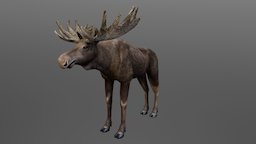 Moose Big Male 