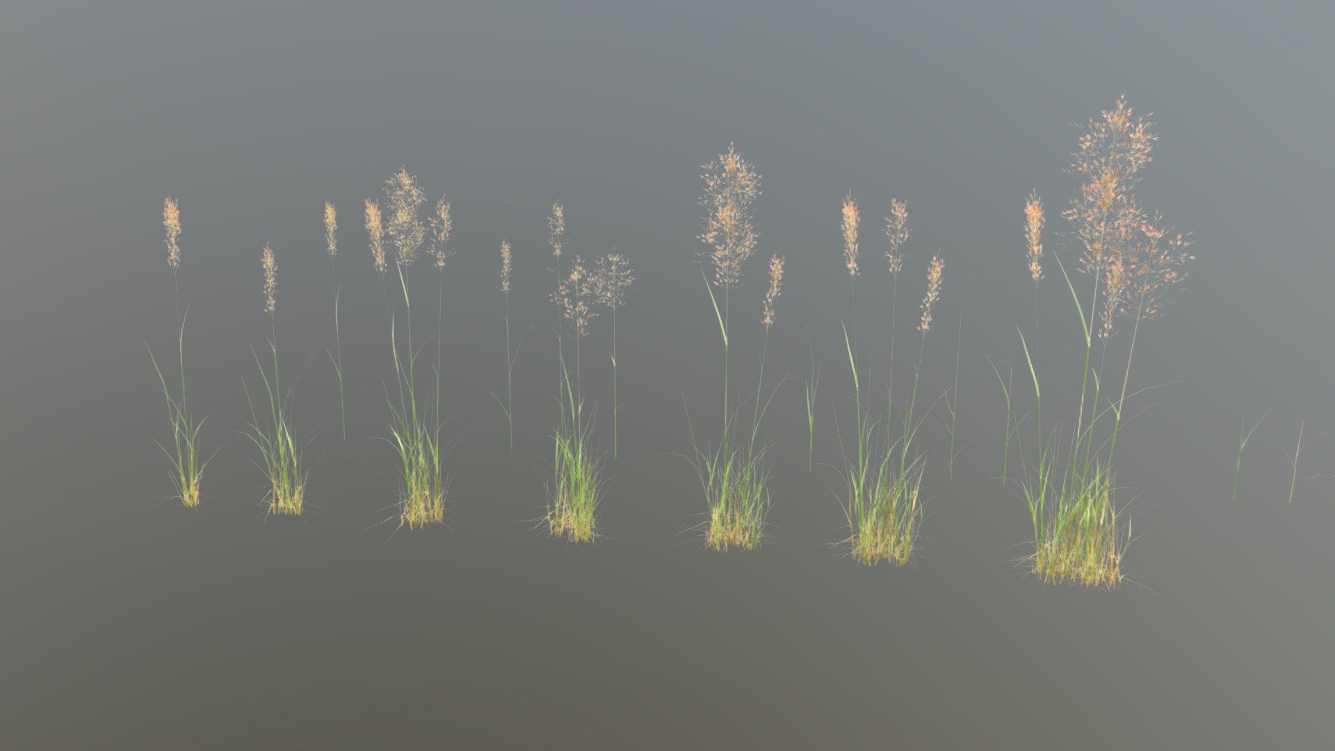 Hi all,

This is a model of bent grass (agrostis capillaris) asset created in Blender. It includes 5 different seedhead models, 6 different fresh grass blades, 6 different dry grass blades and 7 different clumps put together for easier distribution. It comes in following formats:

.blend

.fbx

.obj

The blender files have the shaders set up, so they are ready to render using Cycles.

It also comes with set of .jpg maps 3d model