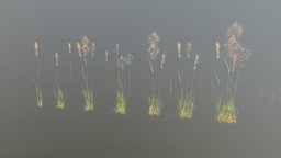 Bent Grass grass, bent, meadow, agrostis-capillari