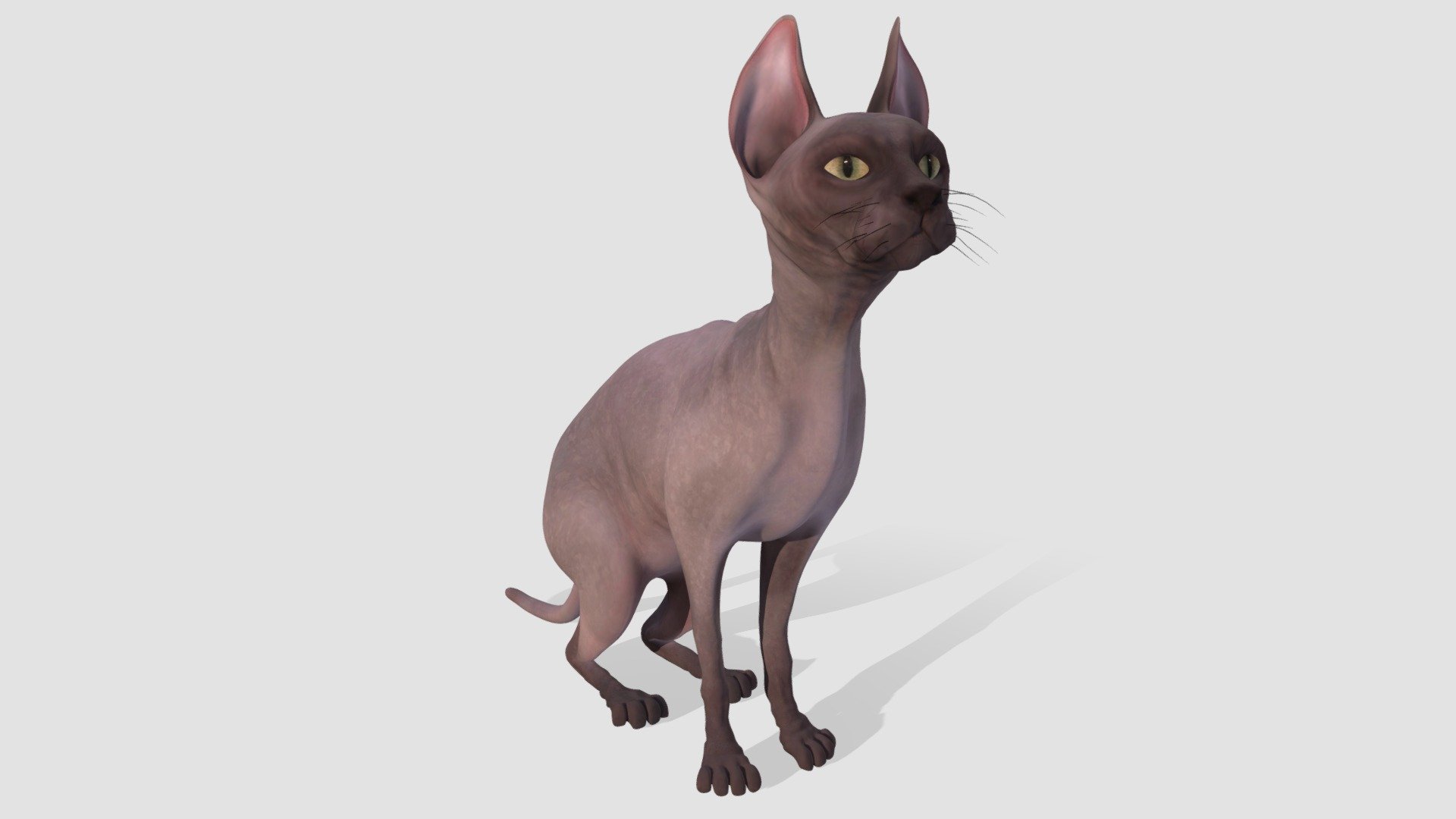 Highly detailed model of cat with all textures, shaders and materials. It is ready to use, just put it into your scene 3d model