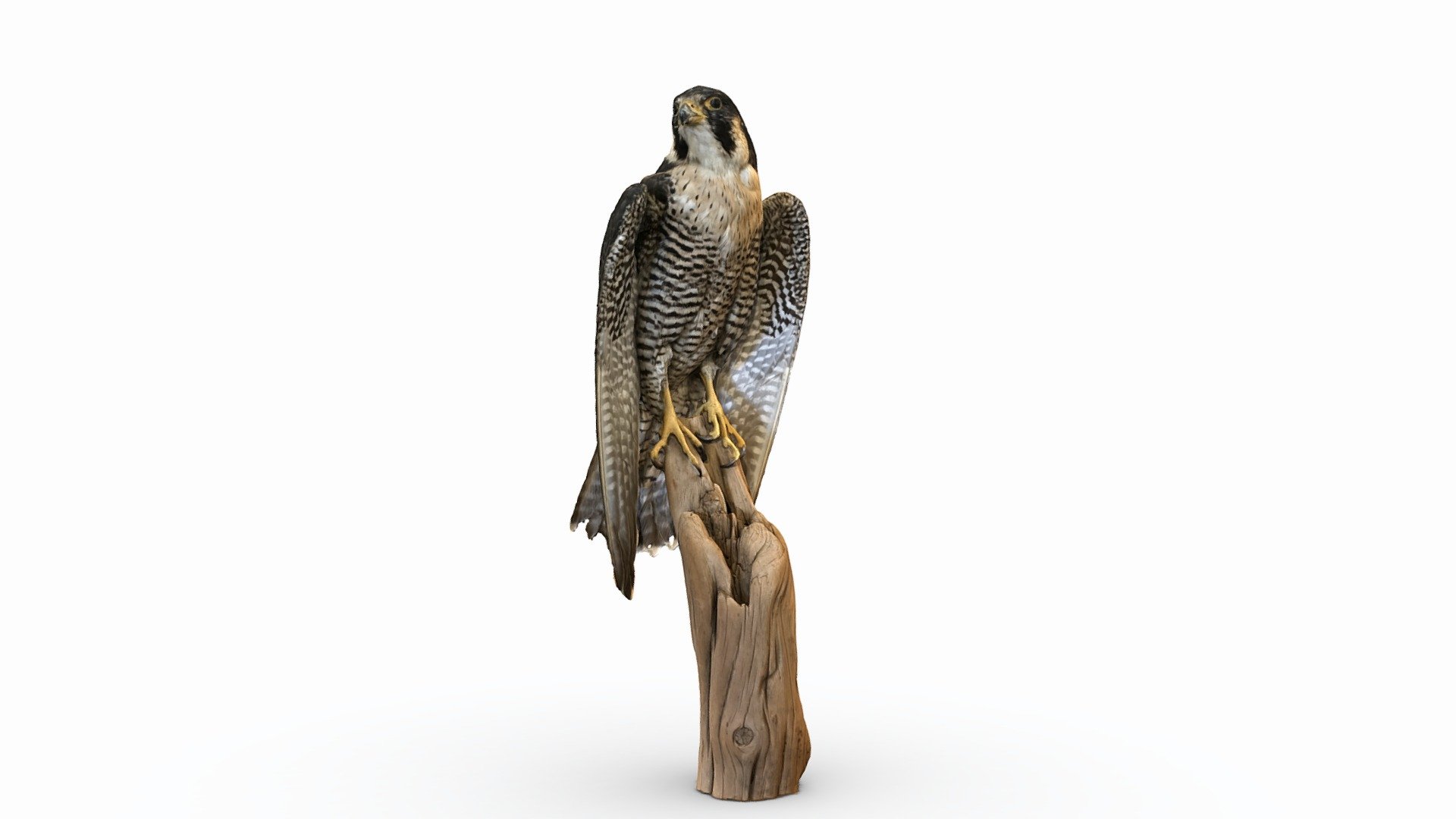 On a visit to the Elkhorn Slough National Estuarine Research Reserve today, I was kindly allowed to take some photos of a peregrine falcon that they had on display. Check out their website to learn more about the work that they're doing!

Created using 115 iPhone 7 photos 3d model