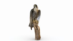 Peregrine Falcon bird, hawk, falcon, california, peregrine