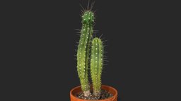 Toothpick cactus plant, plants, cactus, 3dscan, plant-scan, toothpick-cactus, stetsonia-coryne