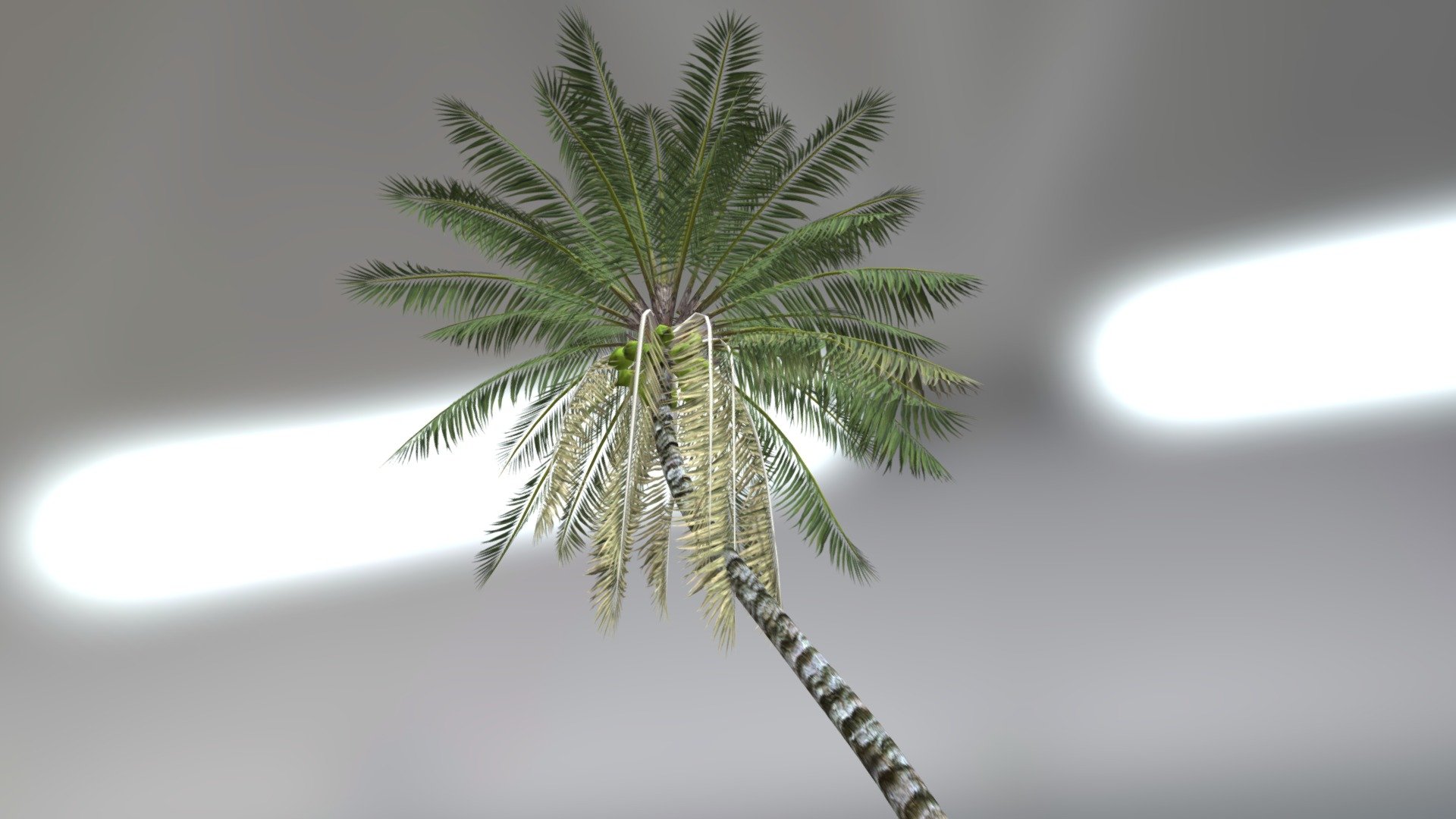 Coconut tree plant with animation that will look very nice in your scenes 3d model