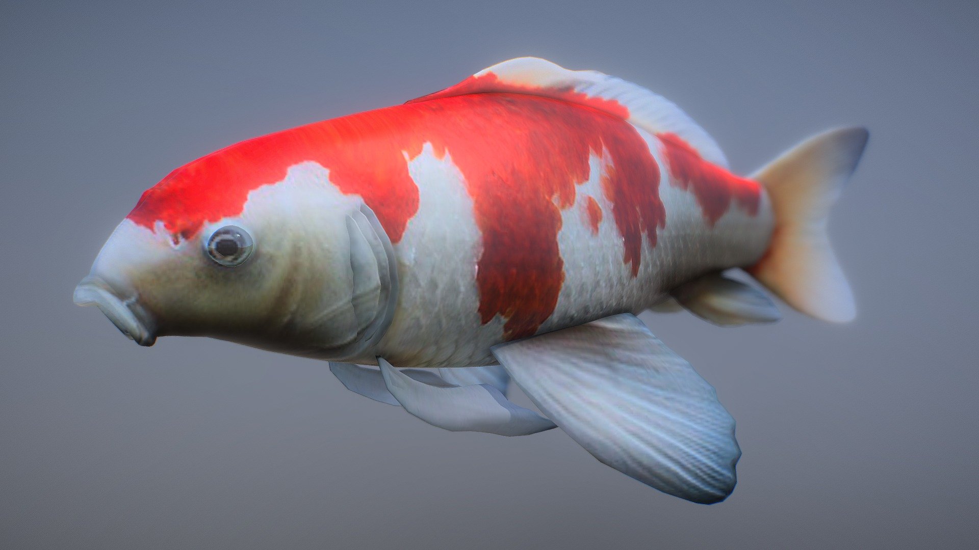 A Koi Carp or Fish 3d model