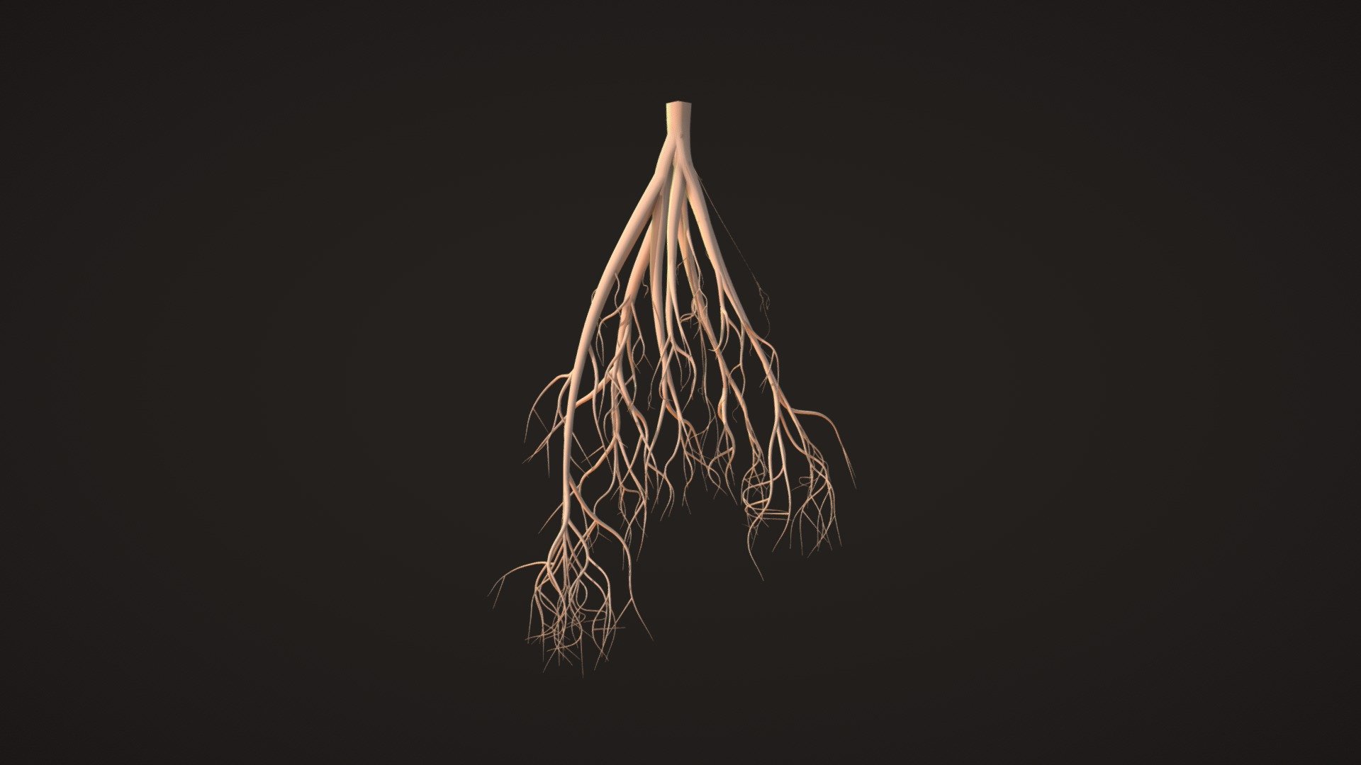 Root of plant - Root of plant - Buy Royalty Free 3D model by tkkjee 🪲 (@tkkjee) 3d model