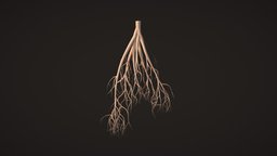 Root of plant tree, plant, root