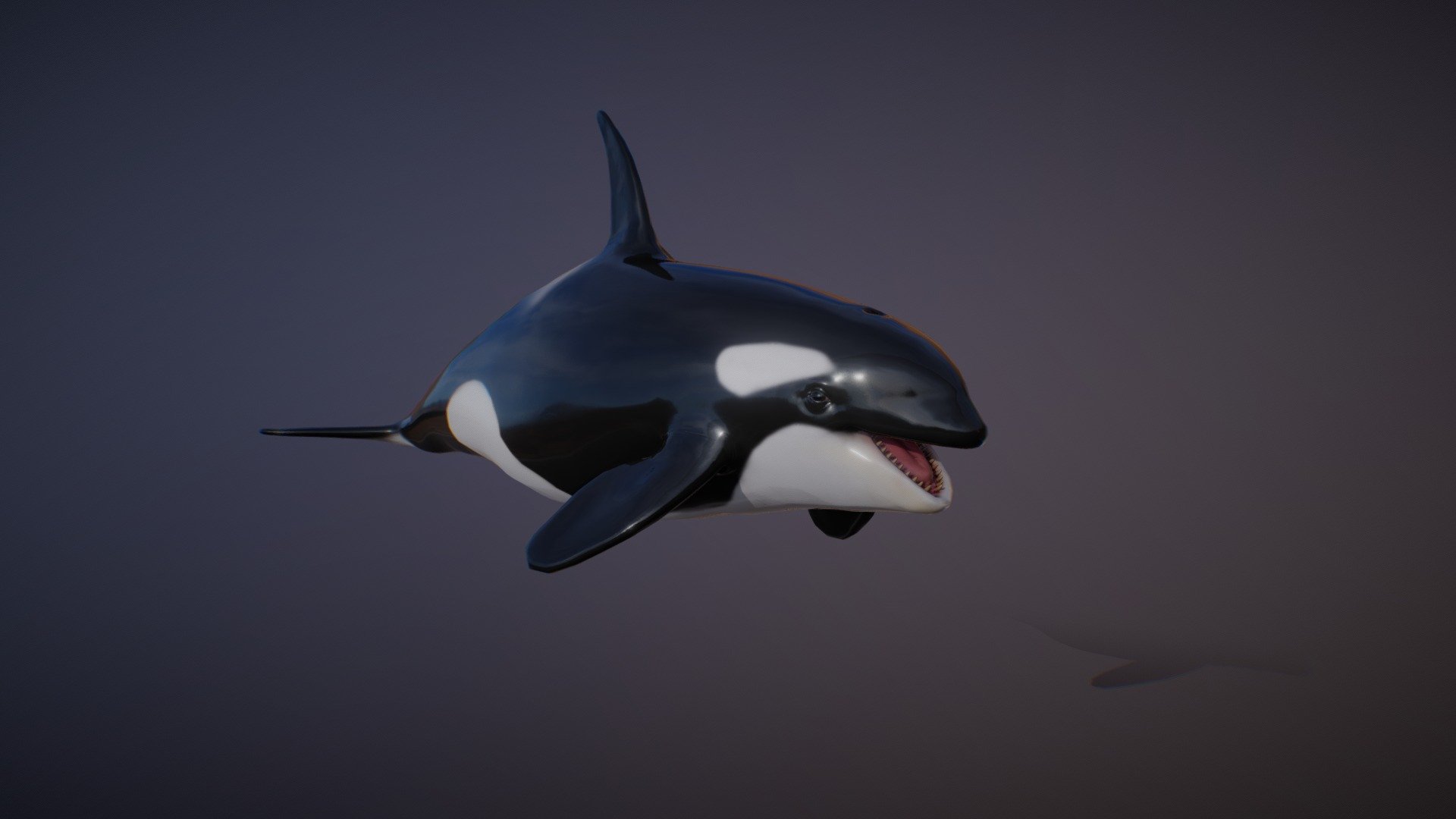 ORCA ANIMATIONS - Buy Royalty Free 3D model by PROTOFACTOR, INC. (@protofactor) 3d model