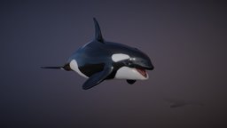 ORCA ANIMATIONS mammal, killer, ocean, whale, orca, animal, sea