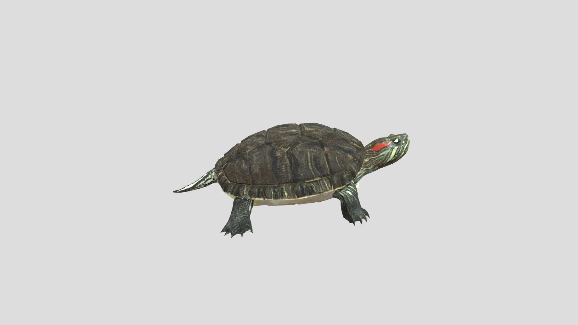 Tortuga - 3D model by SAVIA_Colombia (@Minambiente_Col) 3d model