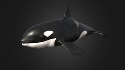Killer Whale killer, whale, polar, realistic, orca, arctic