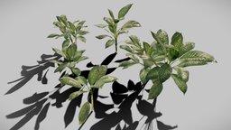 Amoenia Plant tropical, vegetation, interior-design