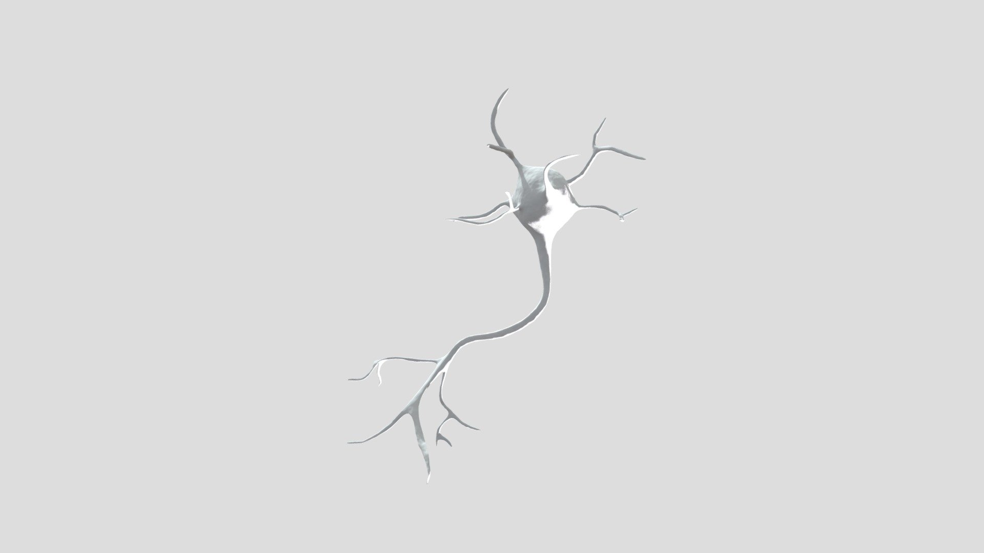 This 3D model shows a mutlipolar neuron. It is suitable for education, clips, documentary,&hellip; - Multipolar Neuron - 3D model by ouaidat81 3d model