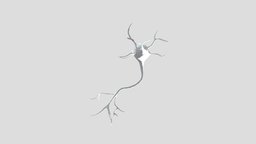 Multipolar Neuron body, system, cell, sheath, neuron, terminal, propagation, nerve, axon, nervous, illustration, message, nucleus, 3d, myelin, dendrites, neurophysiology, multipolar