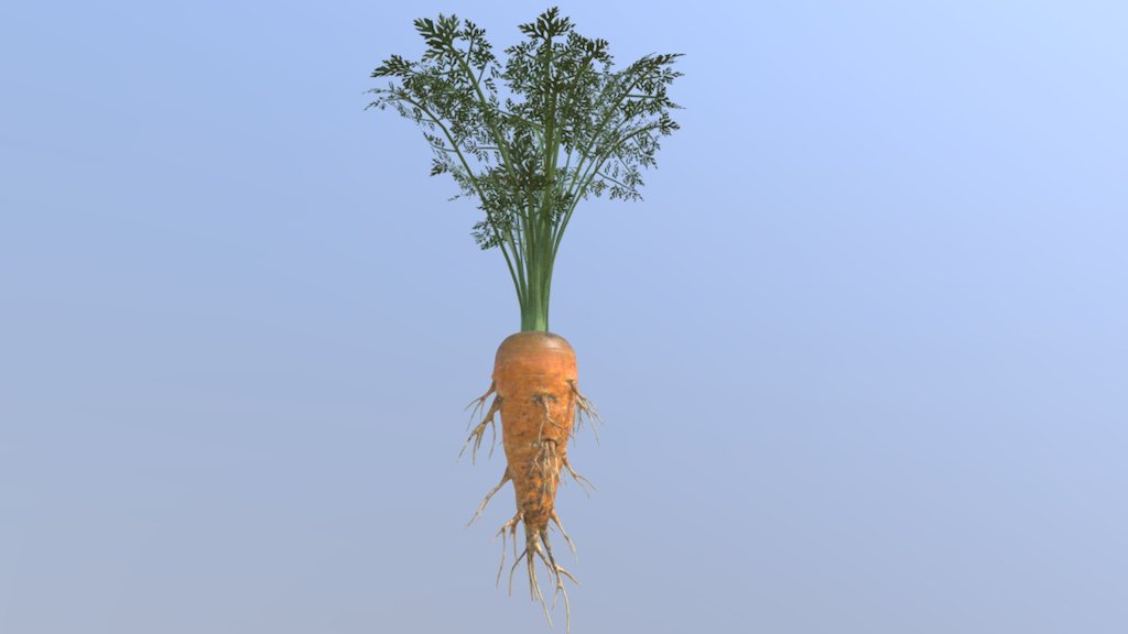 Carrot asset that I created for my real-time environment project. The model was created using Zbrush and Maya. The textures for the carrot body, roots, and stems were created using Substance Designer, and the textures for the leaves were mainly Substance Designer with a little initial help from Zbrush 3d model