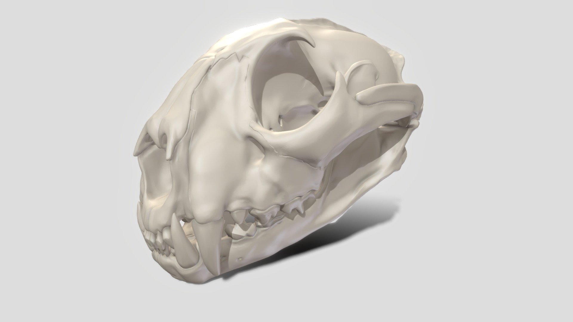 decimated sculpt of cougar skull.
for CGMasterAcademy course!
Happy Halloween - puma concolour skull - 3D model by verena boeck (@kling) 3d model
