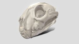 puma concolour skull