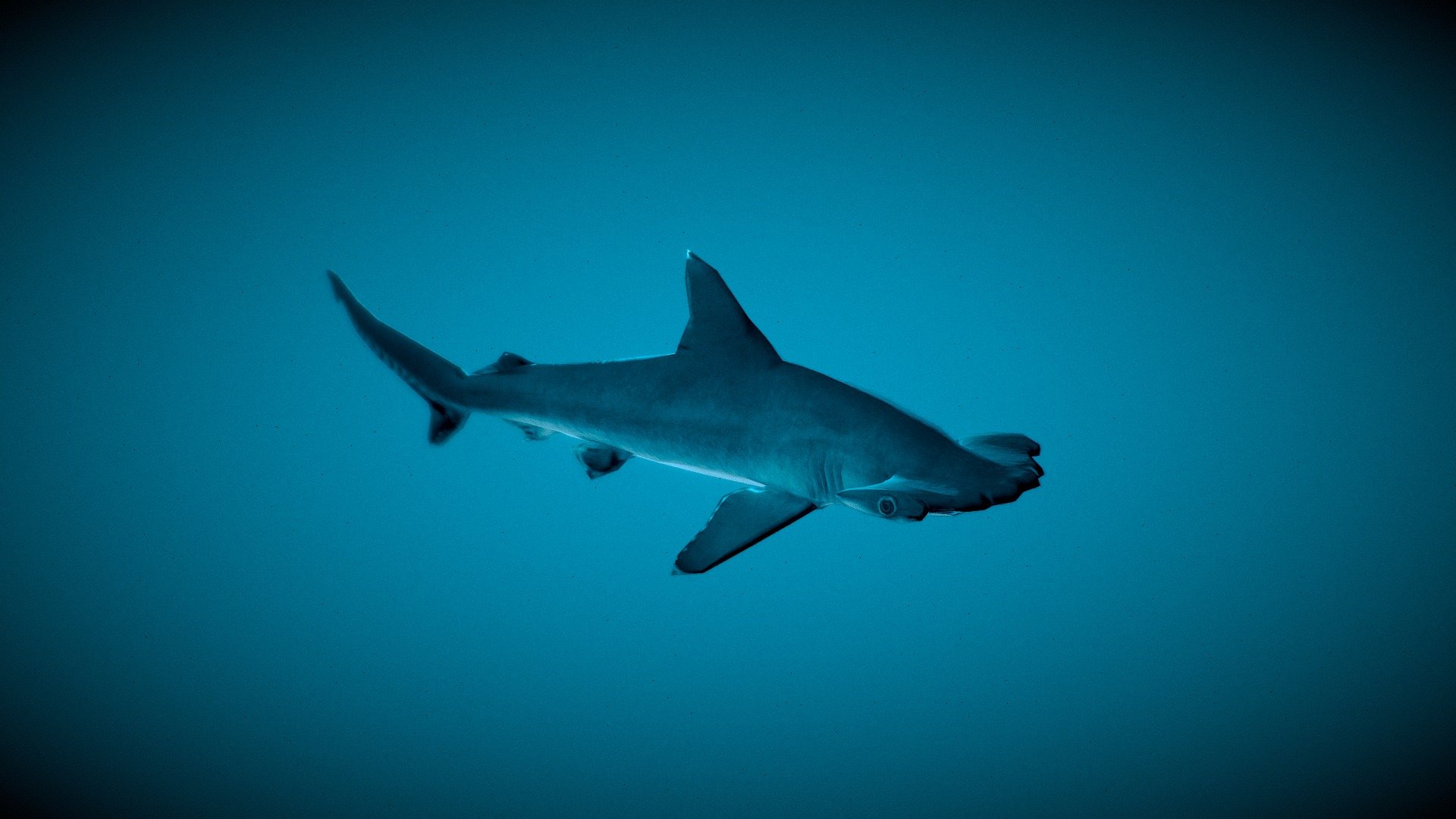 The scalloped hammerhead (Sphyrna lewini) is a species of hammerhead shark in the family Sphyrnidae. It was originally known as Zygaena lewini. The Greek word sphyrna translates into &ldquo;hammer
