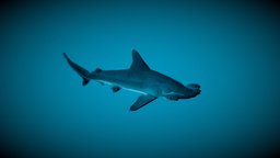 Scalloped Hammerhead Juvenile (LOW POLY) shark, marine, fish, animals, ocean, whale, animal, noai