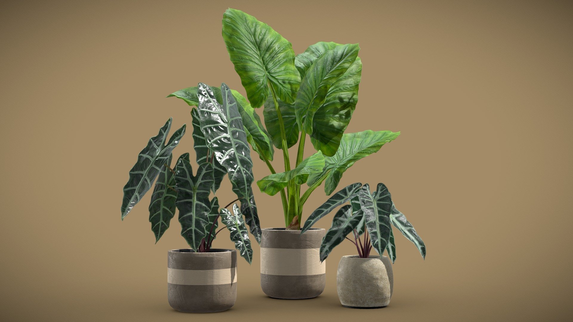 Alocasia Plants Set

This selection of indoor exotic plants will provide a nice touch to your interior renders. I kept the polycount relatively low but you can also subdivide the model if you need more definition. 


Alocasia Mortfontanensis
Alocasia Amazonica
Alocasia Macrorrhiza

4k Textures


Vertices  14 221
Polygons  13 256
Triangles 26 404
 - Alocasia Plants Set - Buy Royalty Free 3D model by AllQuad 3d model