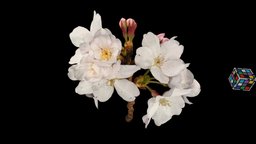 桜🌸 ソメイヨシノ Sakura Cherry Blossom flower, cherry, sakura, blossom, florazia, cerasus, yedoensis, someiyoshino