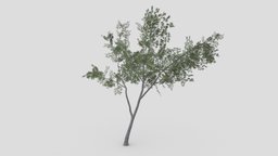 Conocarpus Tree- 11 unreal, conocarpus, unity, 3d-conocarpus, lopoly-conocarpus