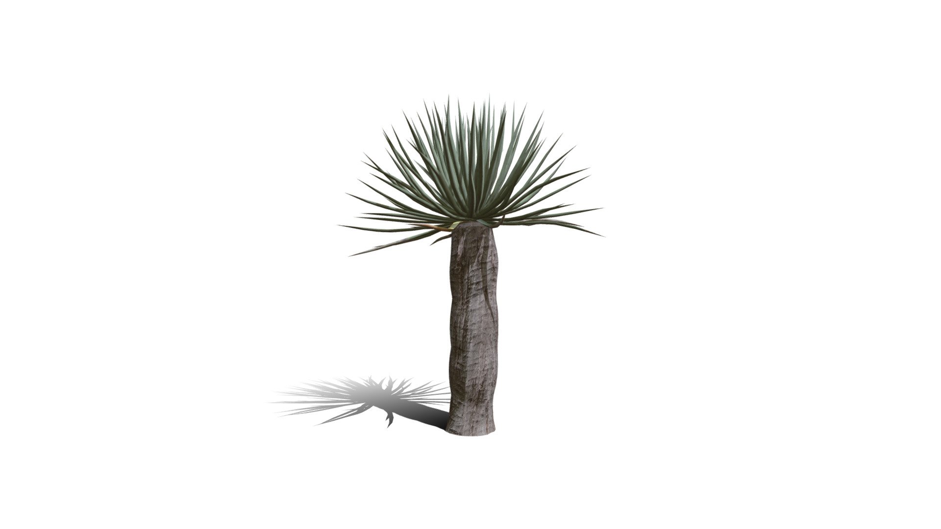 Model specs:





Species Latin name: Dracaena draco




Species Common name: Dragon tree




Preset name: Super hero no flower mat 0




Maturity stage: Infant




Health stage: Thriving




Season stage: Spring




Leaves count: 196




Height: 1.1 meters




LODs included: Yes




Mesh type: static




Vertex colors: (R) Material blending, (A) Ambient occlusion



Better used for Hi Poly workflows!

Species description:





Region: Africa




Biomes: Savana,Scrubland,Desert




Climatic Zones: Subtropical,Tropical




Plant type: Succulent



This PlantCatalog mesh was exported at 40% of its maximum mesh resolution. With the full PlantCatalog, customize hundreds of procedural models + apply wind animations + convert to native shaders and a lot more: https://info.e-onsoftware.com/plantcatalog/ - Realistic HD Dragon tree (41/50) - Buy Royalty Free 3D model by PlantCatalog 3d model