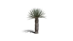 Realistic HD Dragon tree (41/50) trees, tree, plant, plants, africa, desert, outdoor, foliage, nature, succulent, savana, scrubland