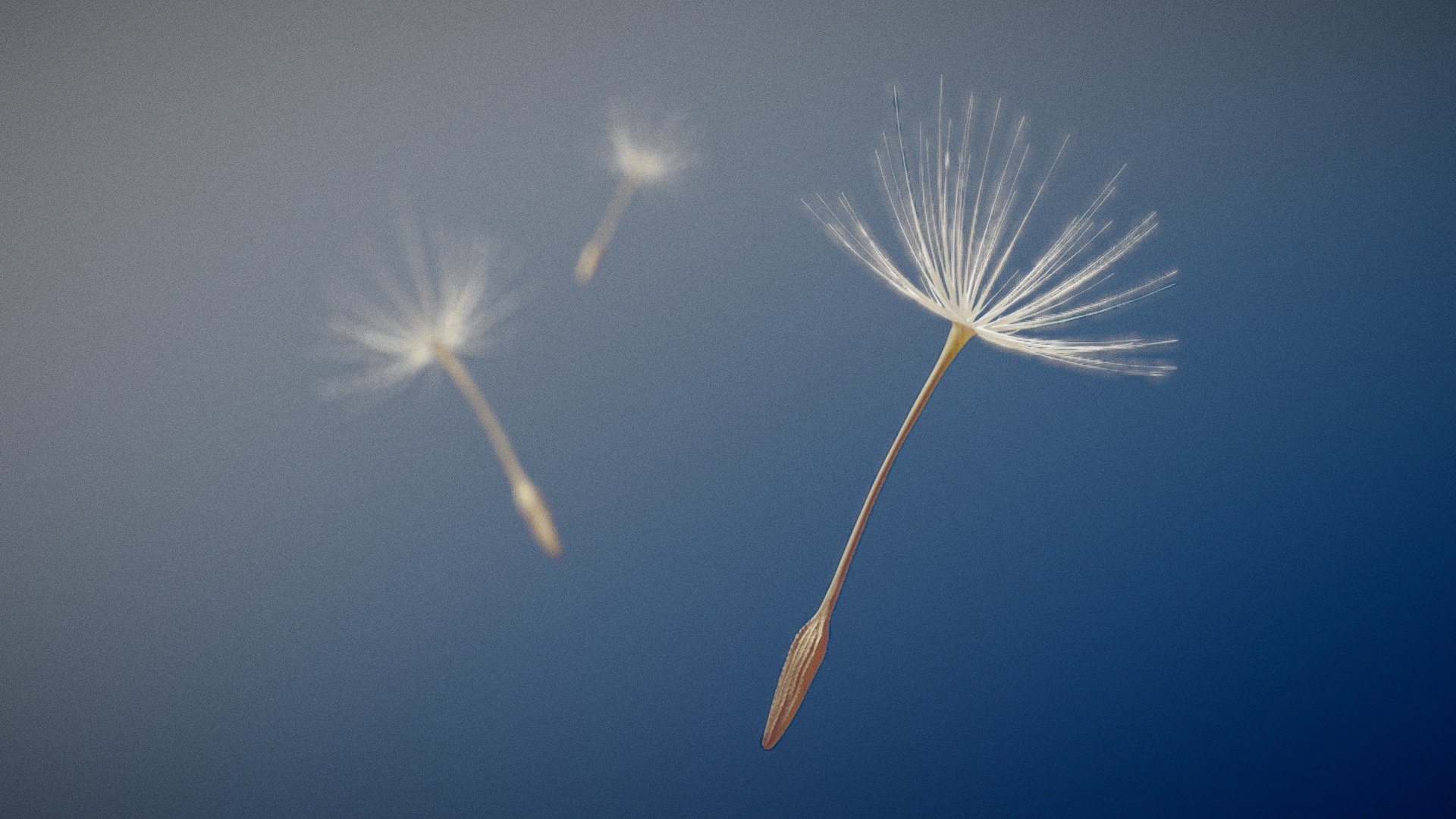 Made for SculptJanuary19. Sculpted in Blender.

Included in purchase:

High poly sculpt of 1 dandelion seed (880k polys) - SculptJanuary19 Day06: Minimalistic - Tiny - Buy Royalty Free 3D model by Keith Morgan (@keith.morgan) 3d model